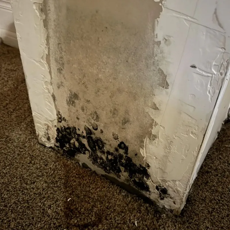 Professional Mold Removal in Magalia, CA